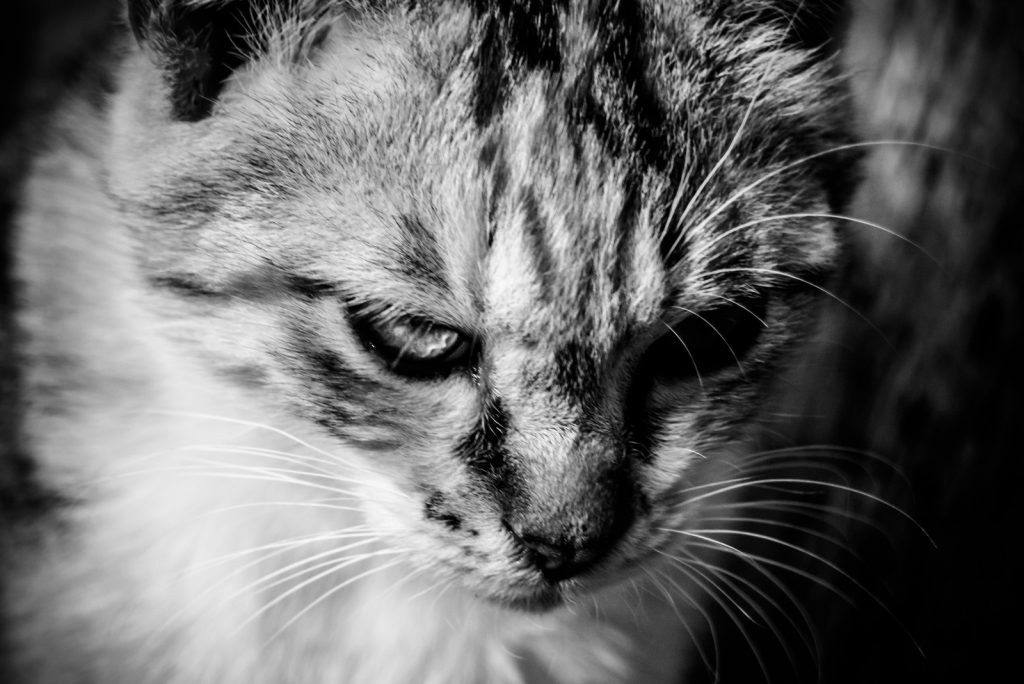 怒る猫の目の画像
