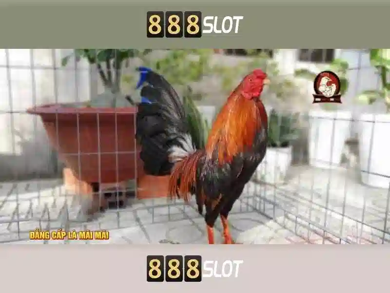 💎xem tỷ lệ cá cược💎